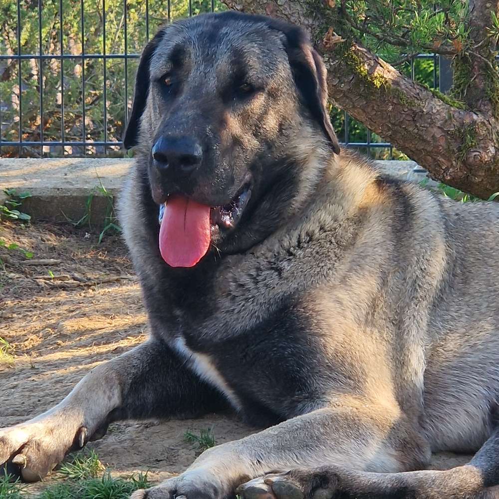 Hundetreffen-Gassirunde mit Freispiel-Profilbild