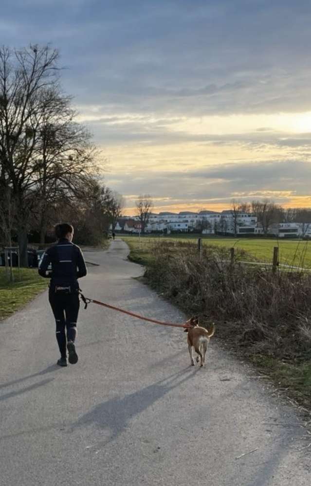 Hundetreffen-Canicross / Joggen mit Hund-Profilbild