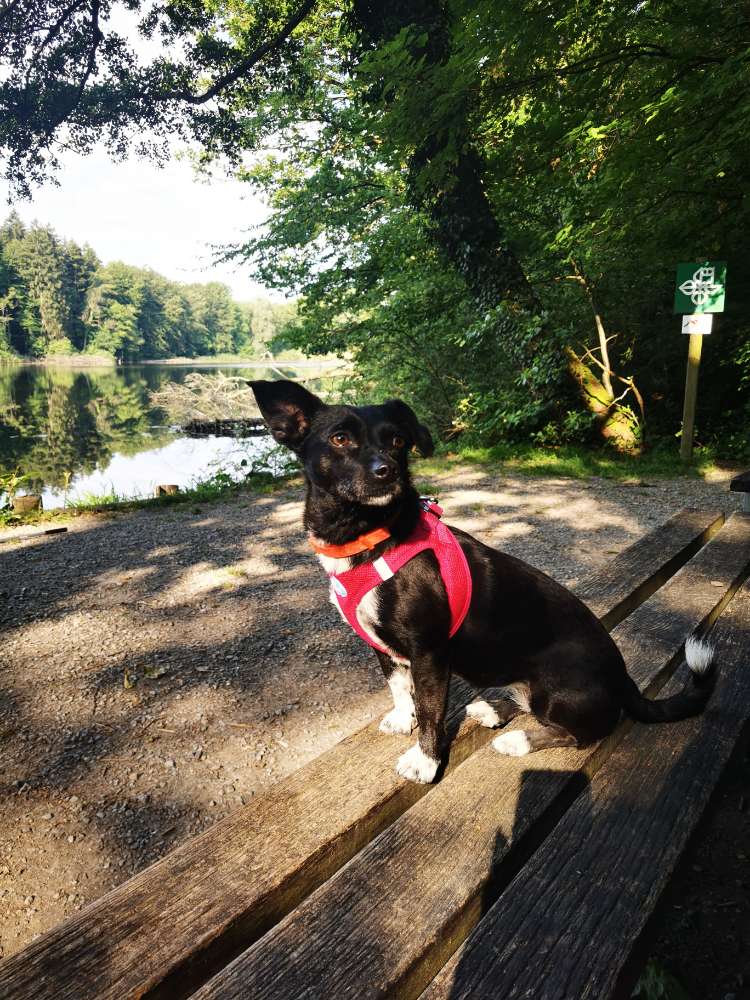 Hundetreffen-Gassigeher gesucht-Profilbild