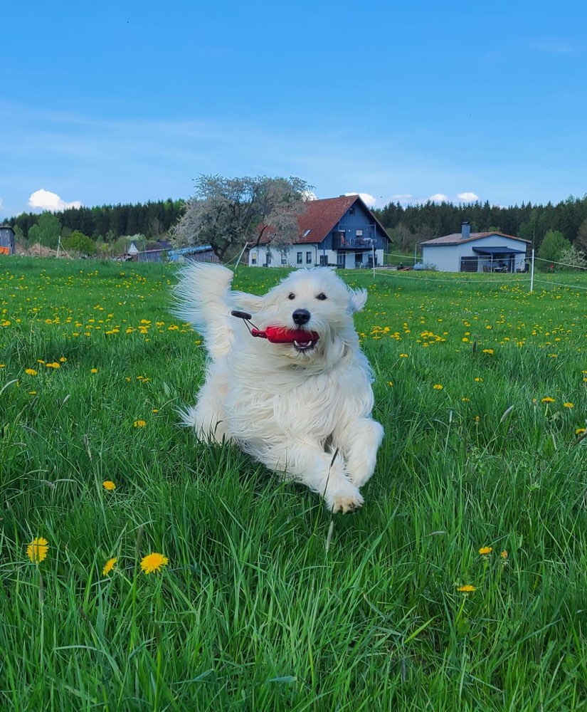 Hundetreffen-Spielkamerad:in oder Hundegruppe für Gassirunden-Profilbild