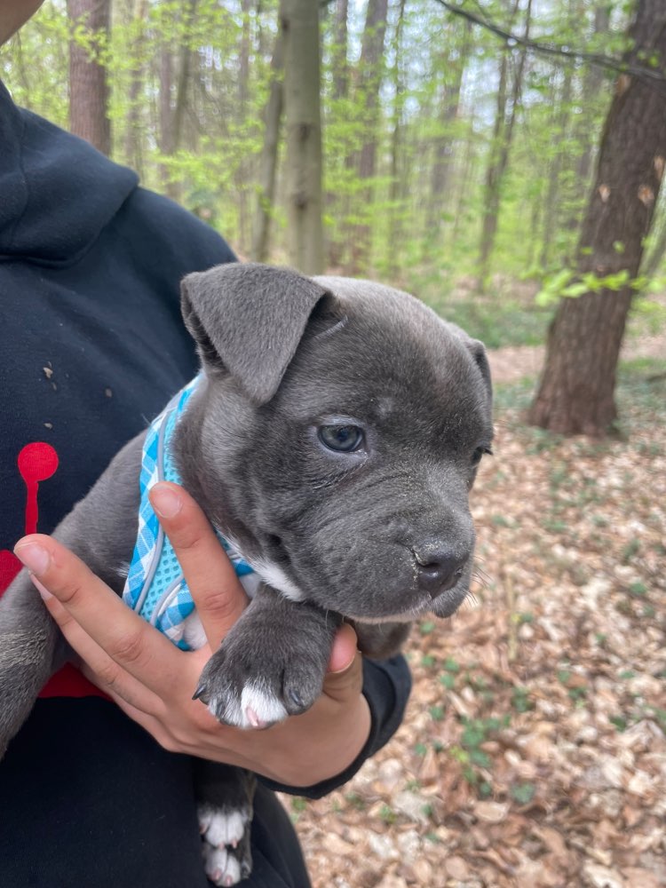 Hundetreffen-Coco Sucht neue Freunde-Profilbild