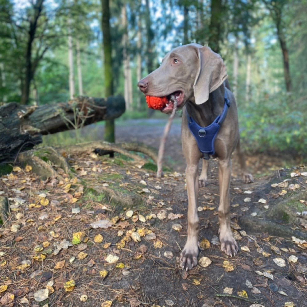 Hundetreffen-Hunde treffen Meschensee Wald-Profilbild