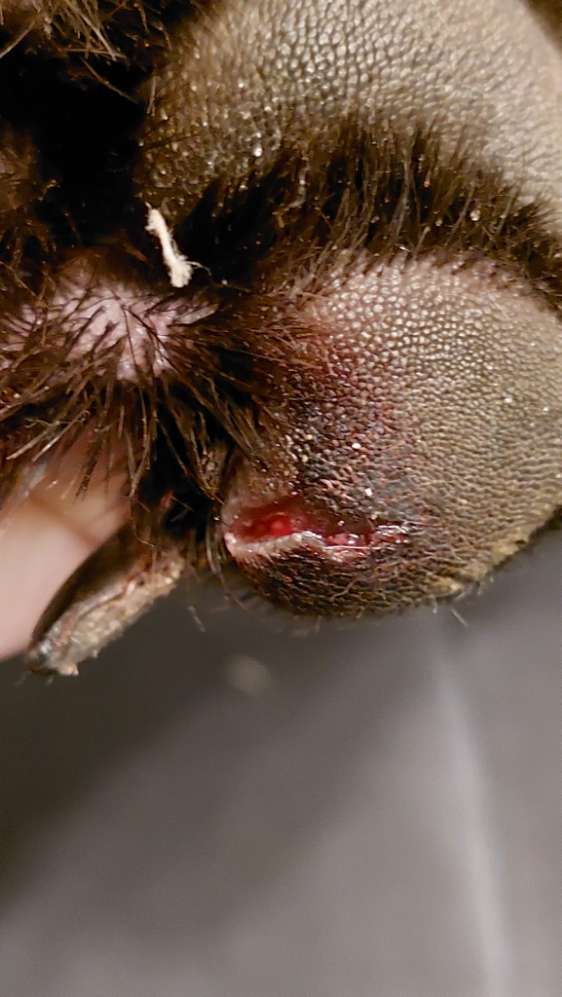 Giftköder-Glasscherben im Rasen am Skaterplatz-Profilbild