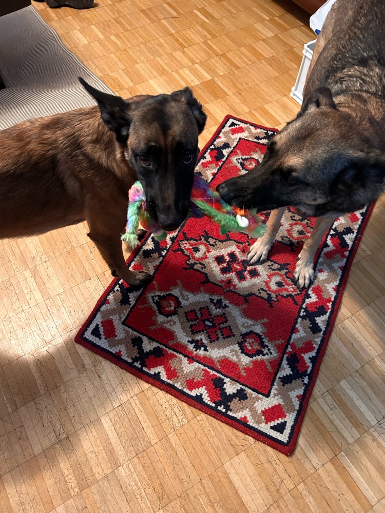 Hundetreffen-Wilder Junghund sucht Partner zum Toben-Profilbild