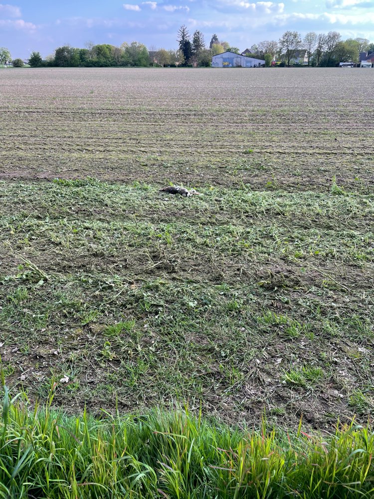 Toter Hase auf dem Feld in Kaarst – 23. April 2024 – Dogorama App