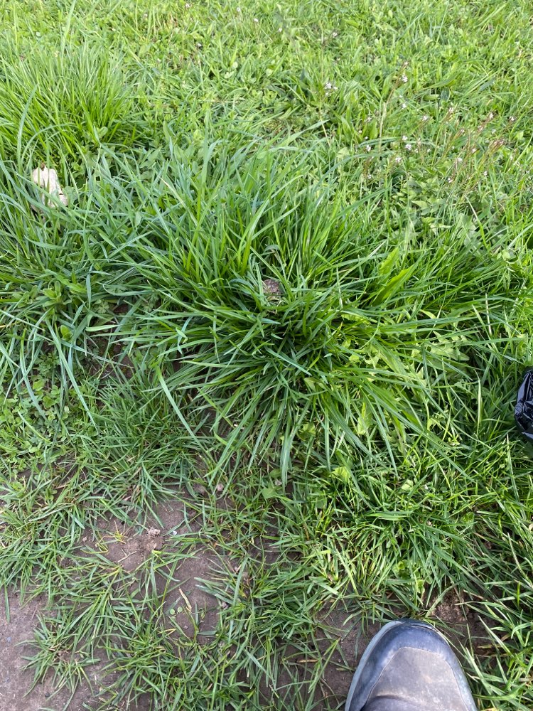 Giftköder-Vermutlich Giftköder-Profilbild