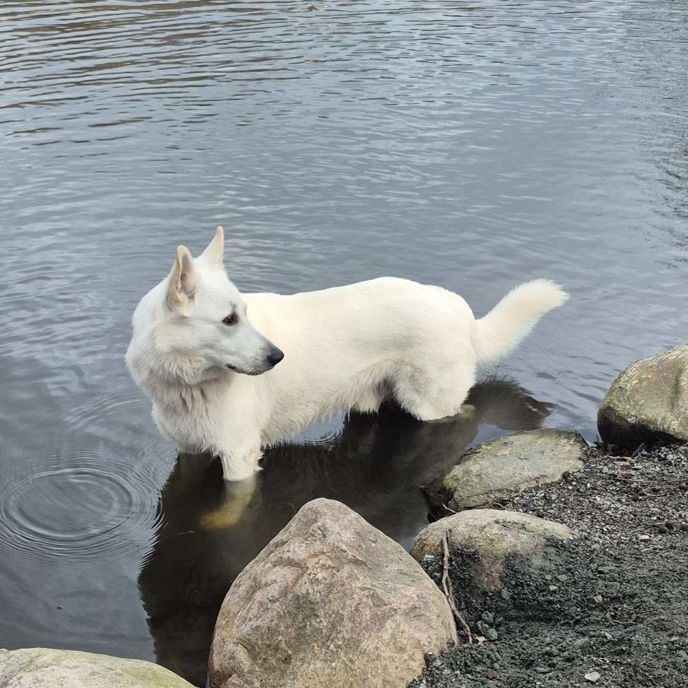 Euer Hund IM Wasser Banner