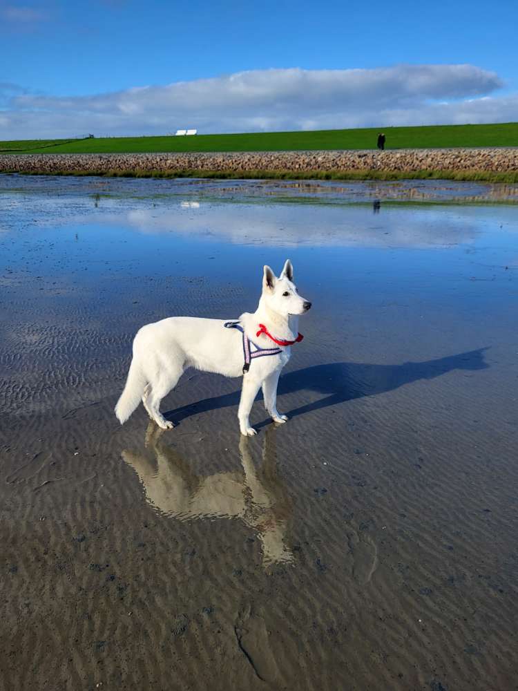 Euer Hund im Watt Banner