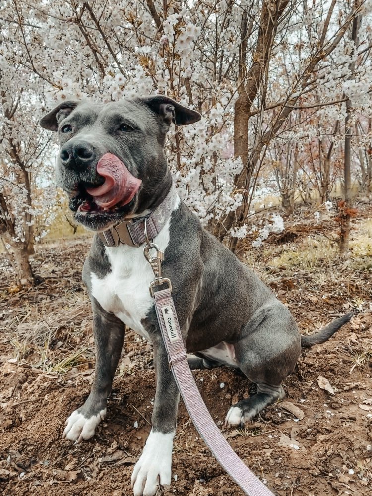 Hundetreffen-Social & Trainingswalk-Profilbild