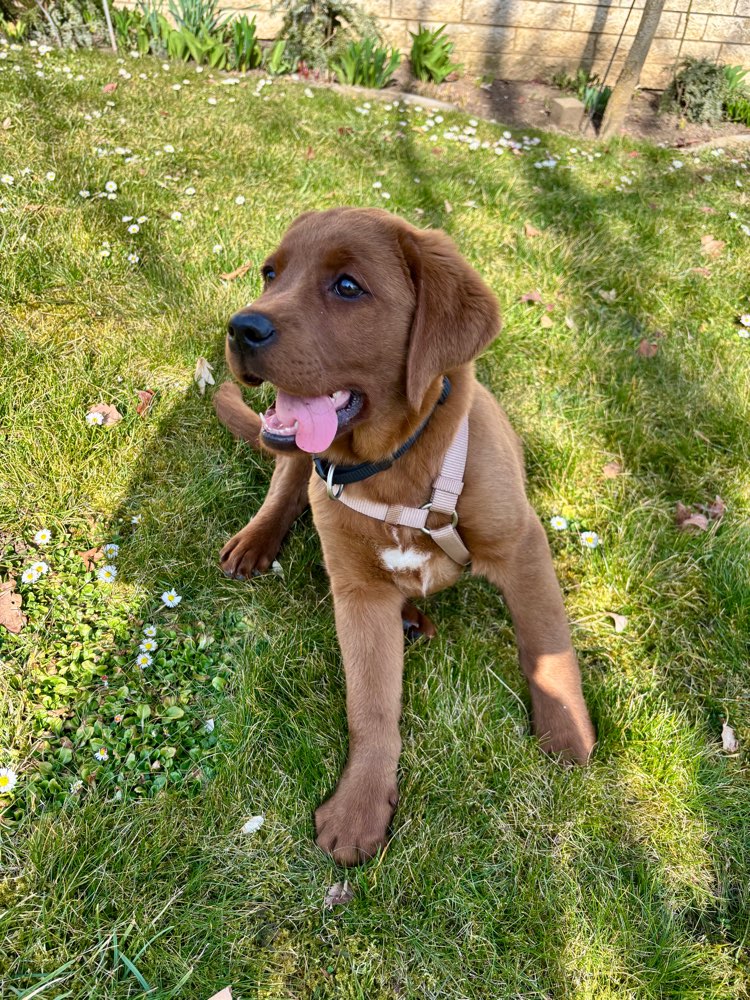 Hundetreffen-Welpen / Junghunde zum spielen-Profilbild