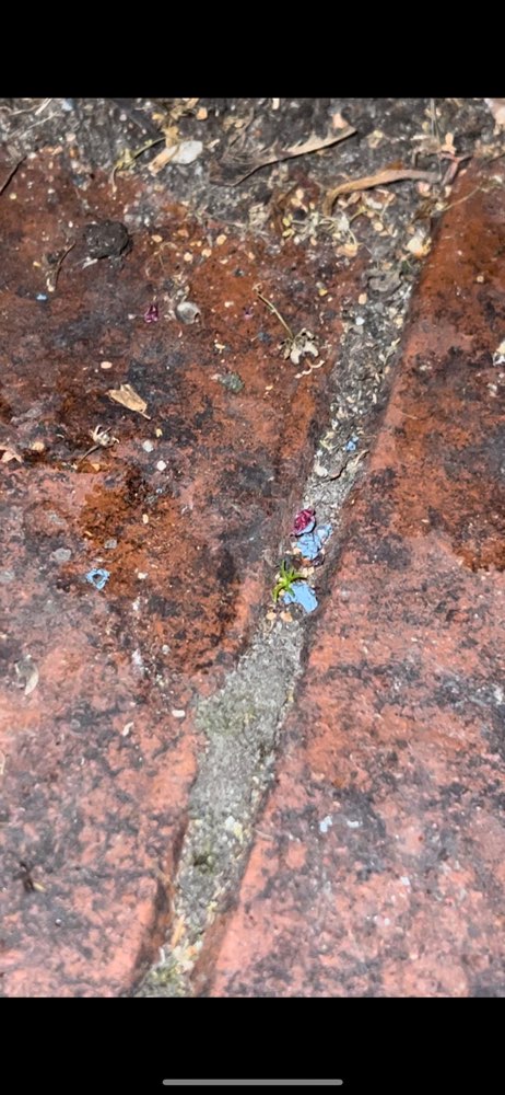 Giftköder-Möglicherweise Rattengift-Profilbild