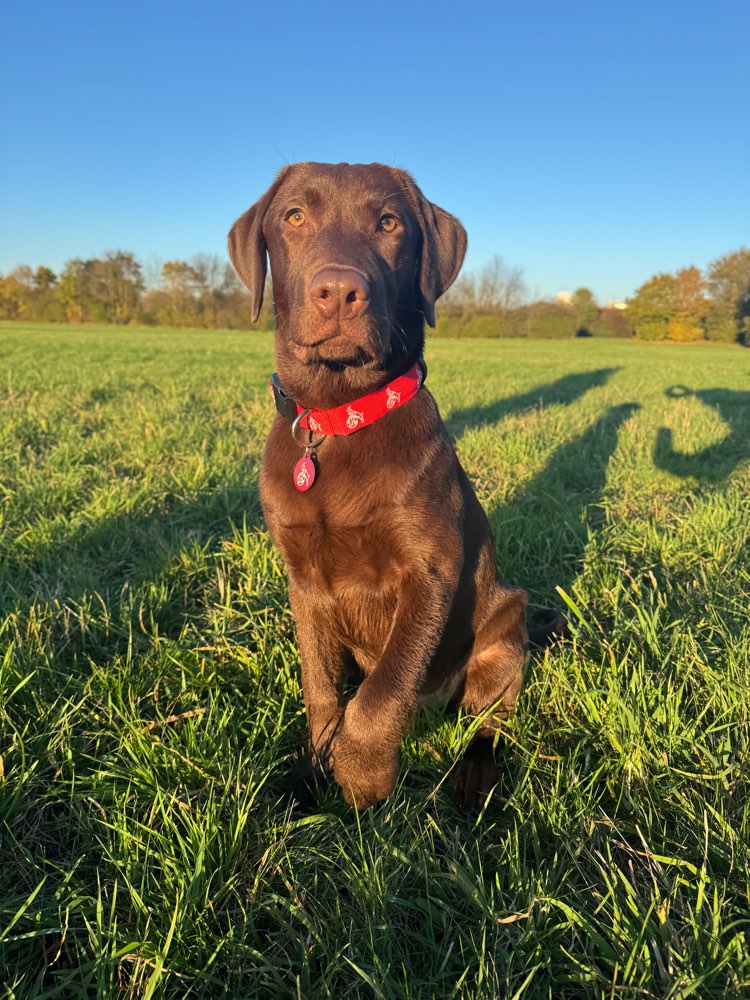 Hundetreffen-Lucky sucht Spielkameraden-Profilbild