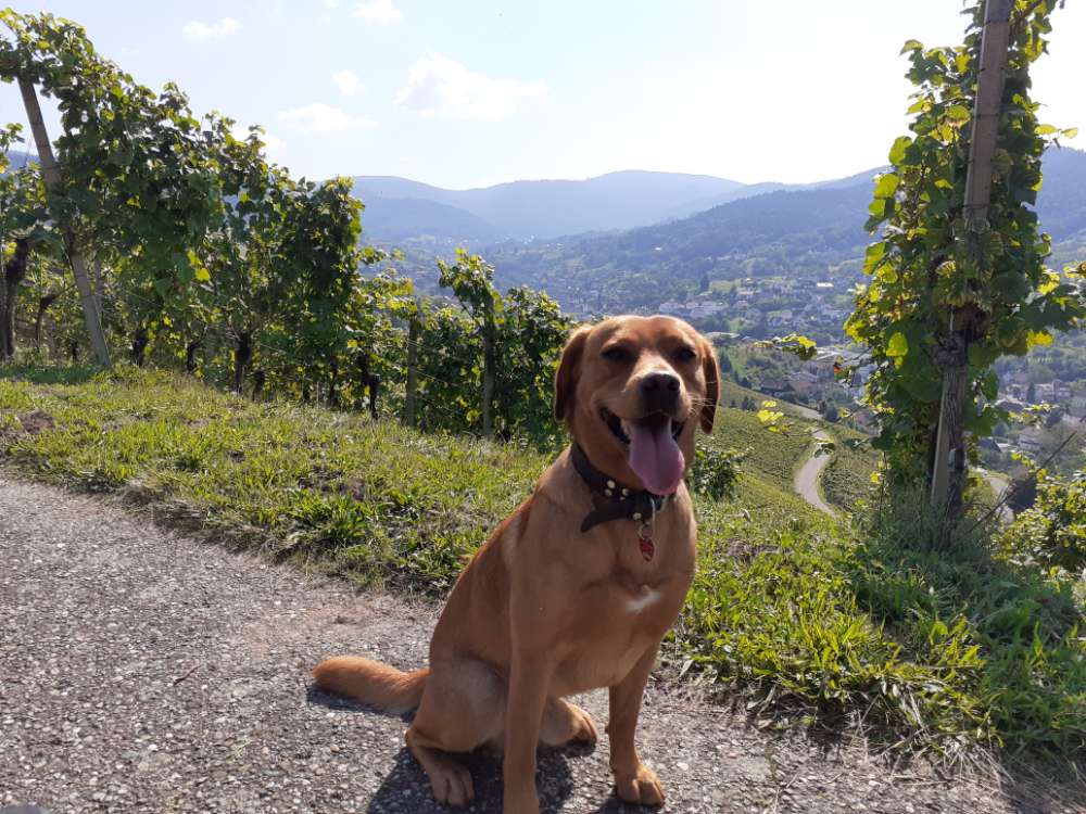 Hundetreffen-Gassirunde bzw. Sozialtraining gerne auch mit anschließendem Spiel-Profilbild