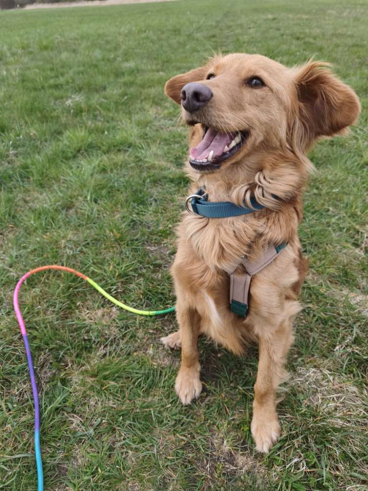 Hundetreffen-Gassi Buddy gesucht! 🐶✨-Profilbild