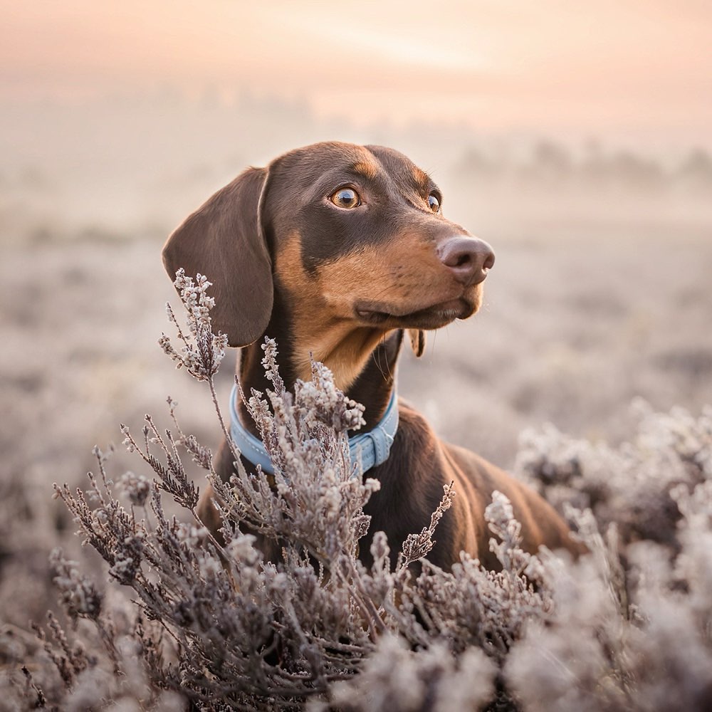 Hundetreffen-Trainingspartner gesucht-Profilbild