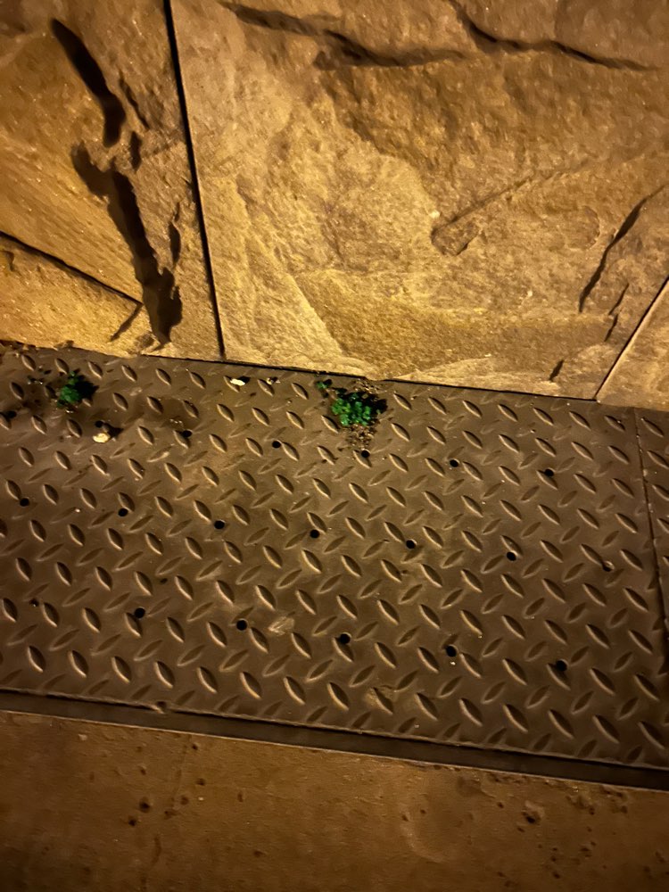 Giftköder-Rattengift?-Profilbild