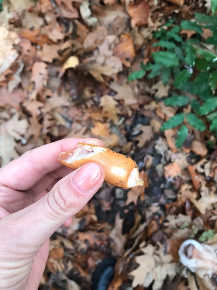 Giftköder-Wurst unter Laub mit Einschnitten-Profilbild