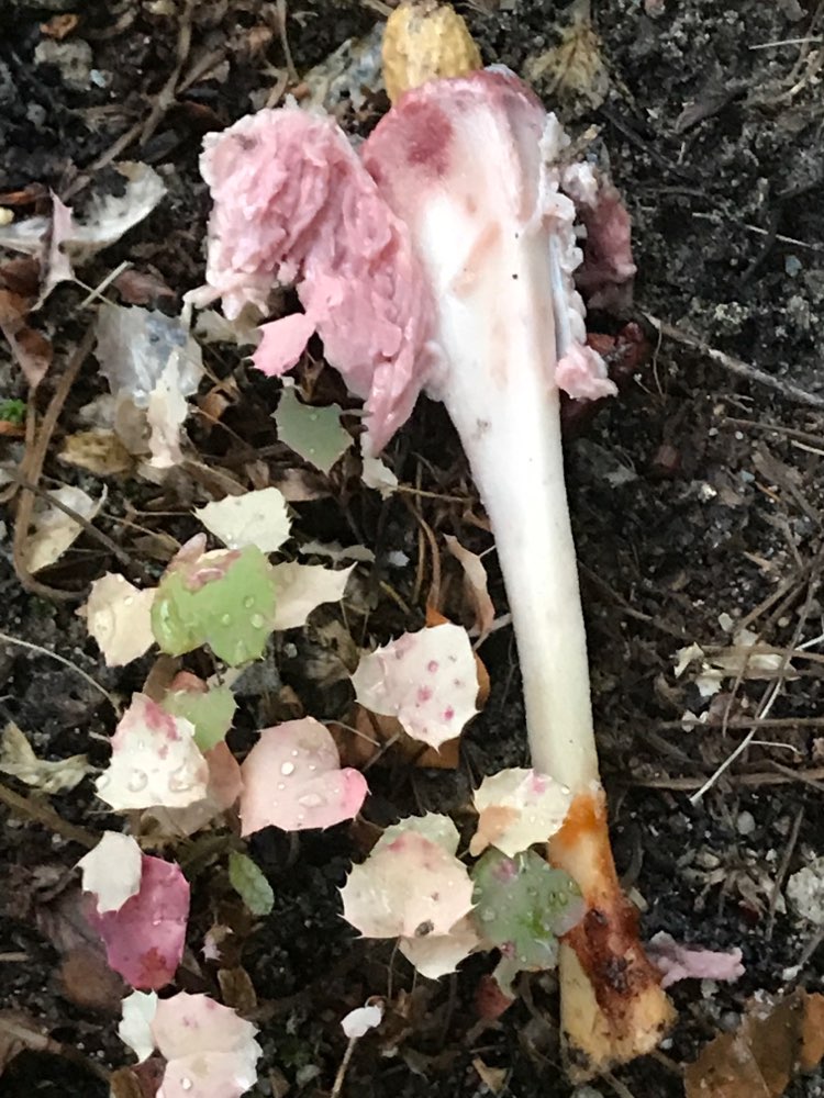 Giftköder-Fleischköder unter Hecke-Profilbild