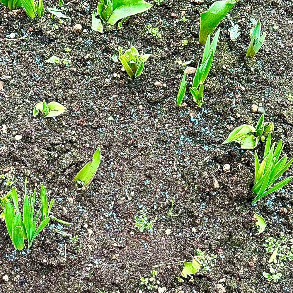 Giftköder-Blaue Kügelchen im Blumenbeet-Profilbild