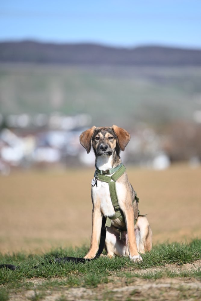 Hundetreffen-Social Walks Beutelsbach-Profilbild