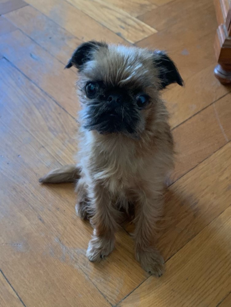 Hundetreffen-Kleine Hunde Treff am Olympiaberg-Profilbild