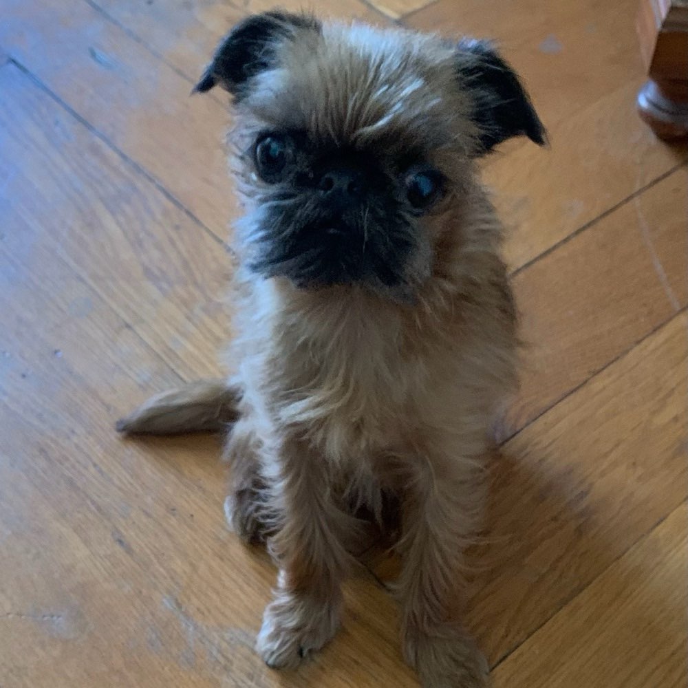 Hundetreffen-Kleine Hunde Treff im Grünwaldpark-Profilbild