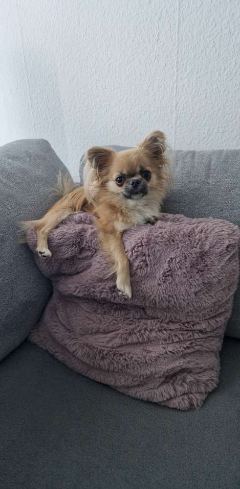 Hundetreffen-Social Walk-Profilbild