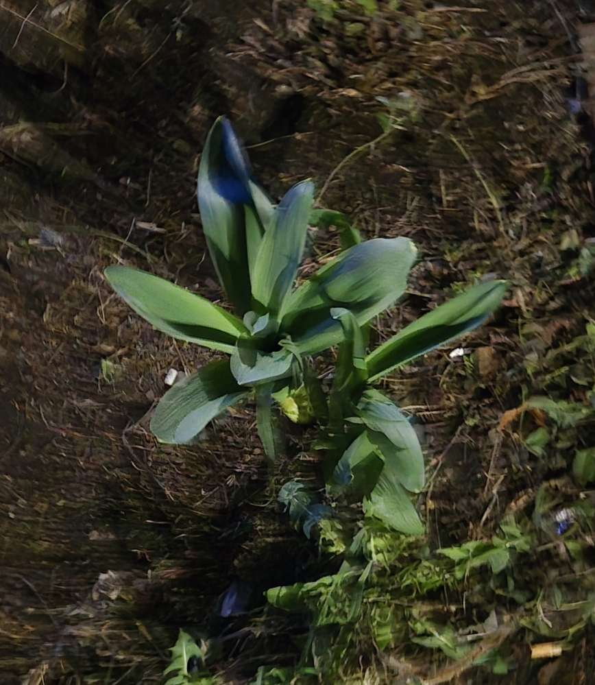 Giftköder-Giftpflanzen-Profilbild