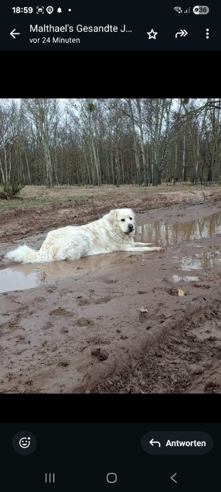 Hundetreffen-Spielen-Profilbild