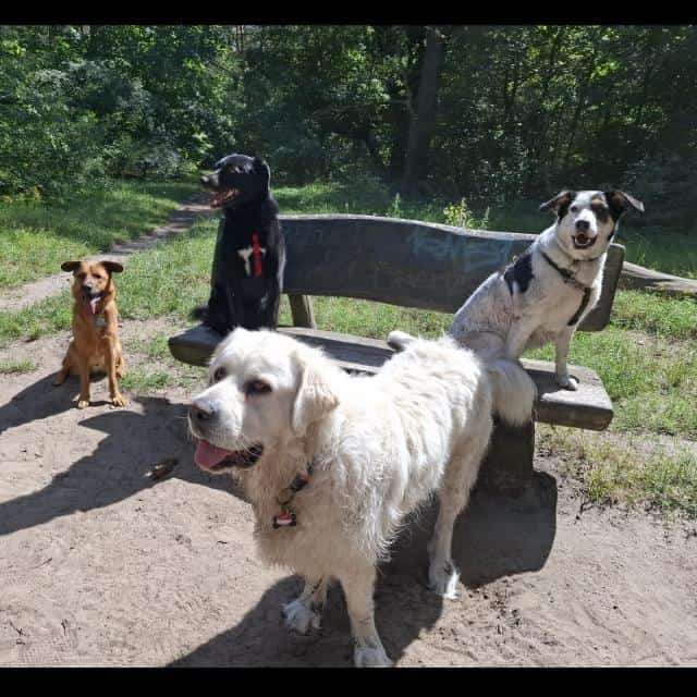 Hundetreffen-Spazieren und spielen-Profilbild