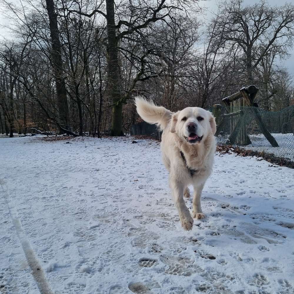 Hundetreffen-Spazieren spaß und spielen-Profilbild