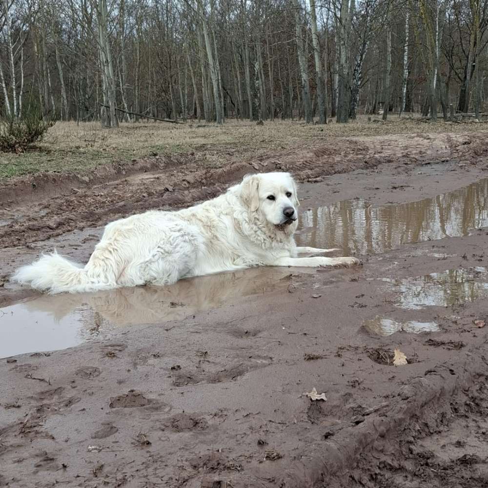 Hundetreffen-Gassi mit spielen-Profilbild