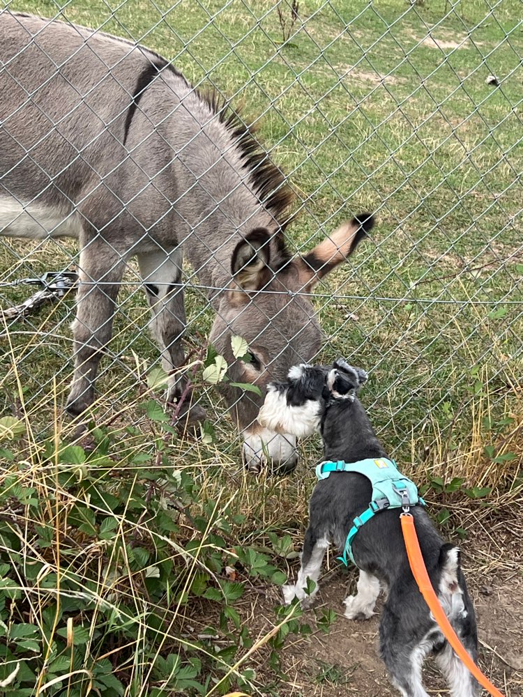 Hundetreffen-Find friend for Mickey boy-Profilbild