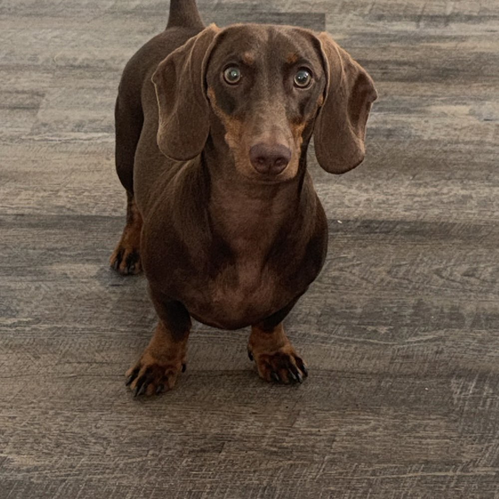 Hundetreffen-Spielerunde und Social Walk-Profilbild