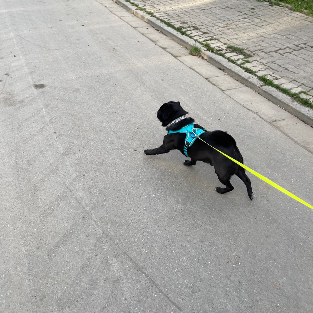 Hundetreffen-Gassi und Betreuung-Profilbild