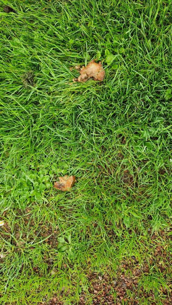 Giftköder-Evtl Giftköder-Profilbild