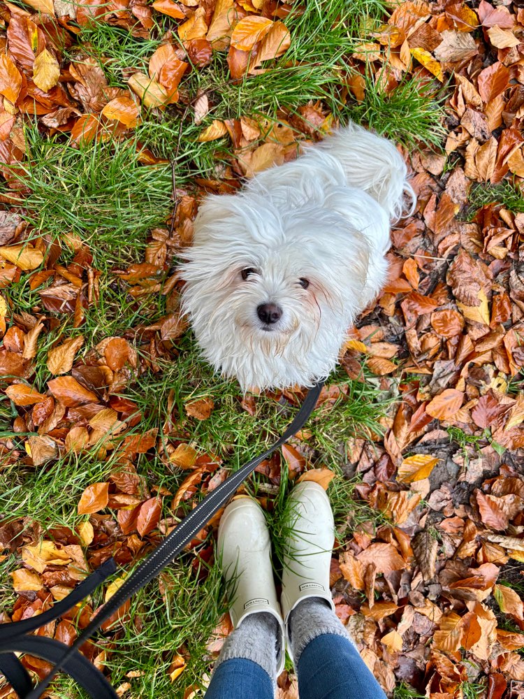 Hundetreffen-Spaziergänge & Spielen-Profilbild