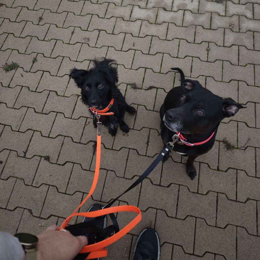 Hundetreffen-Sozialkontakte und Trainingstreffen-Profilbild