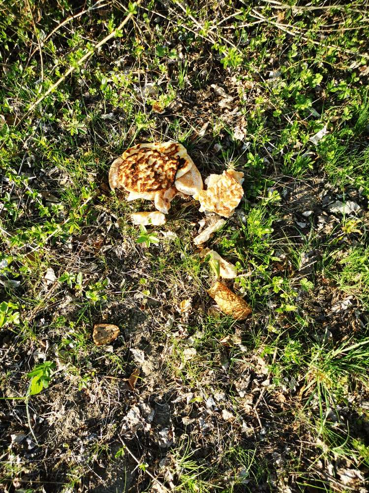 Giftköder-Achtung alte Semmeln und Fladenbrot etc.-Profilbild