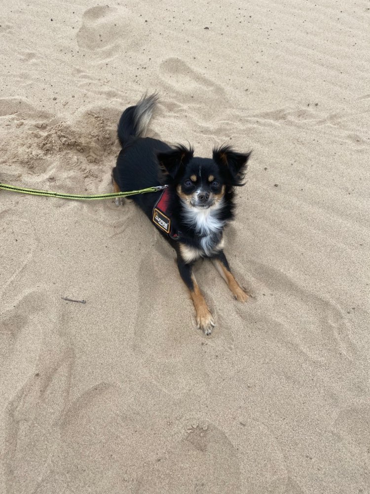 Hundetreffen-Chihuahua Treffen etc.-Profilbild