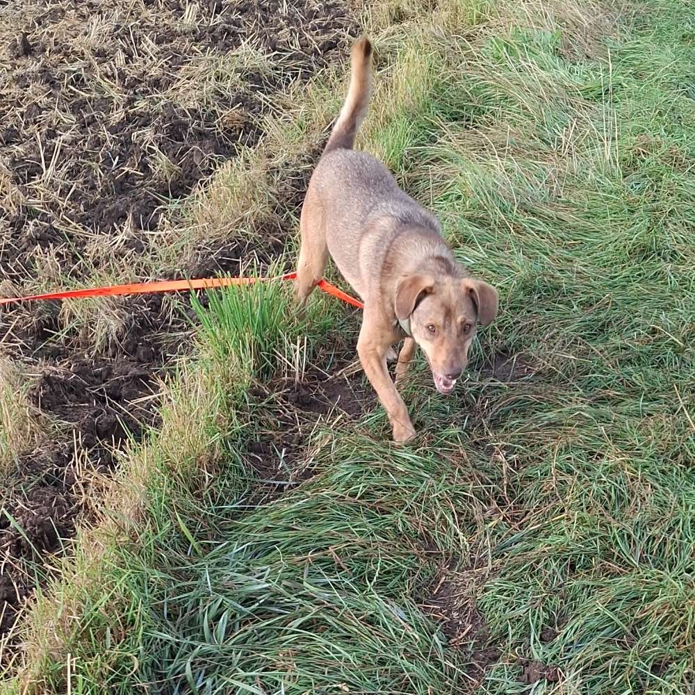 Hundetreffen-Hunderunde im UH-Kreis-Profilbild