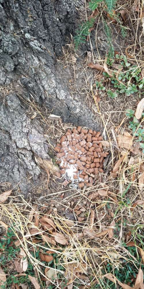 Giftköder-Giftköder-Profilbild