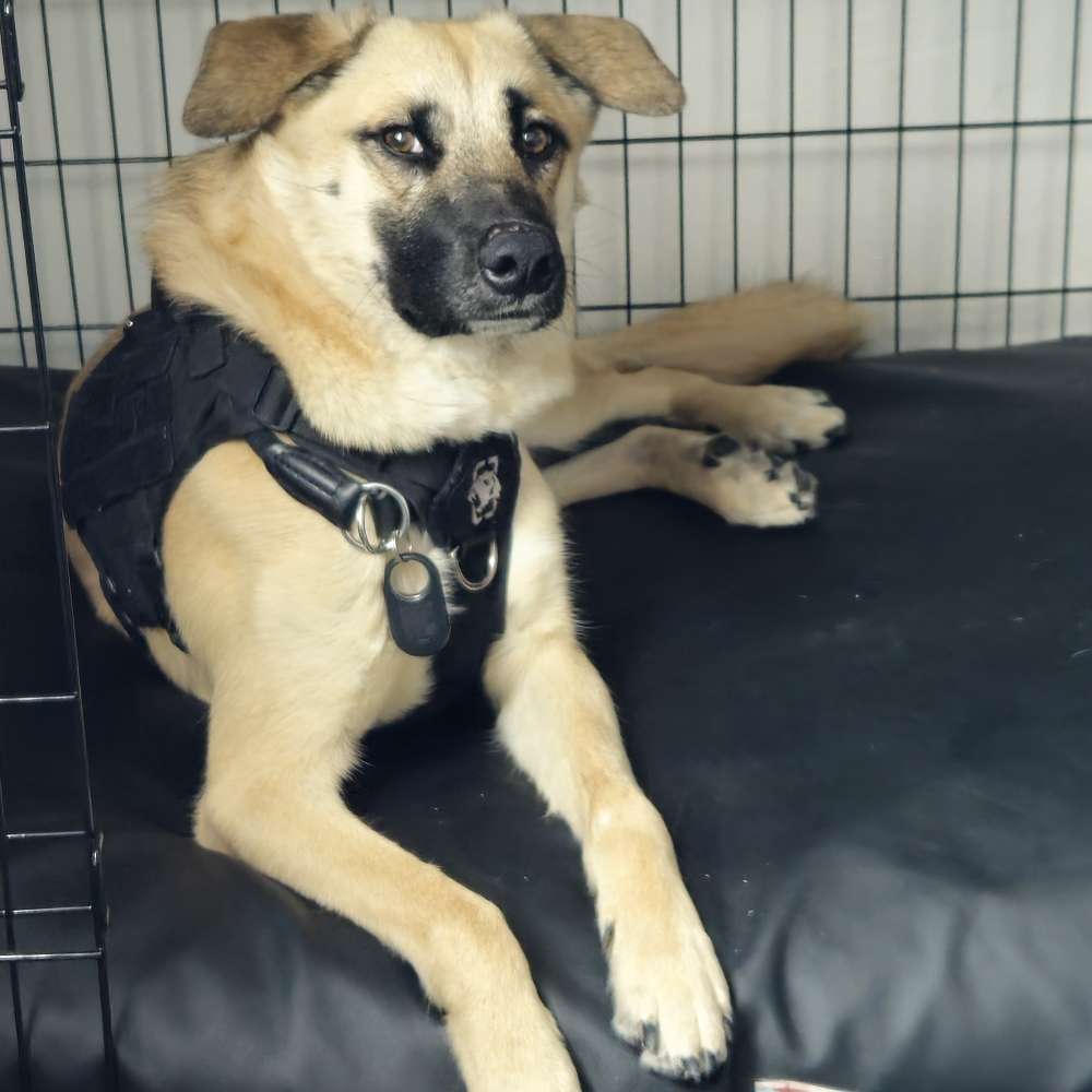 Hundetreffen-Training-Profilbild