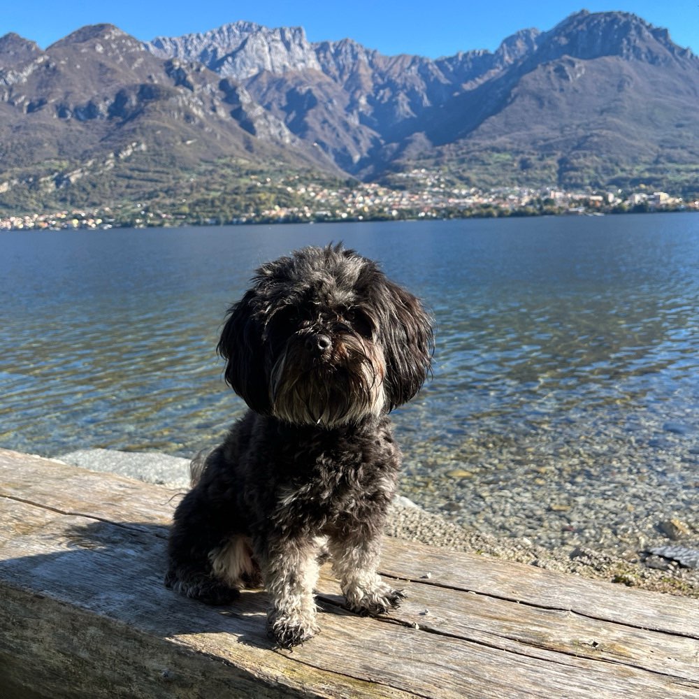 Hundetreffen-Social Walks / Spielkameraden gesucht-Profilbild