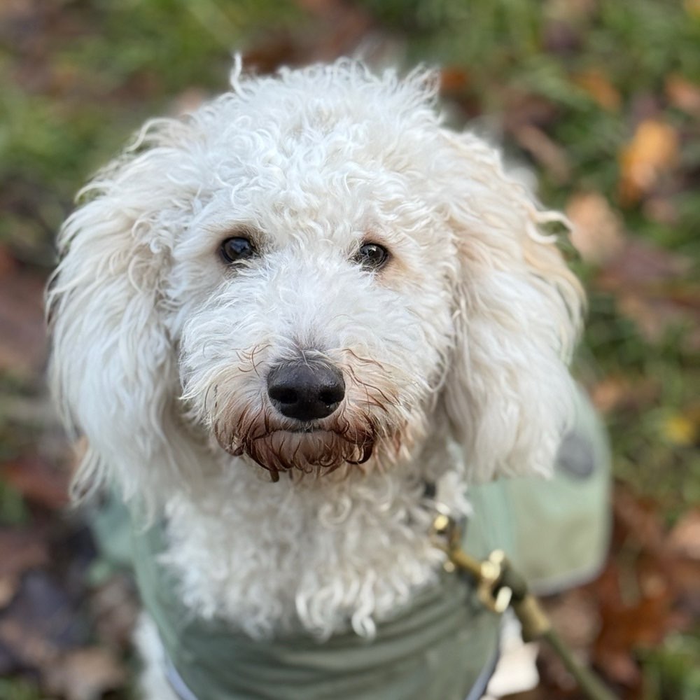 Hundetreffen-Spieltreff - Bergisch Neukirchen | Leichlingen | Leverkusen-Profilbild