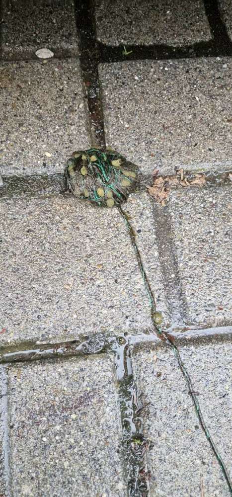 Giftköder-Möglicher Giftköder-Profilbild