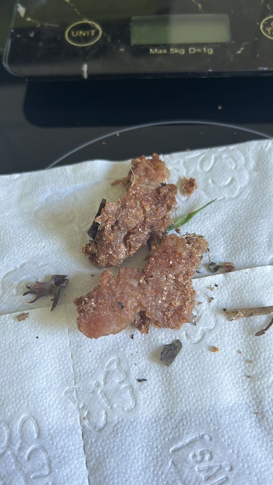 Giftköder-Möglicher Giftköder-Profilbild