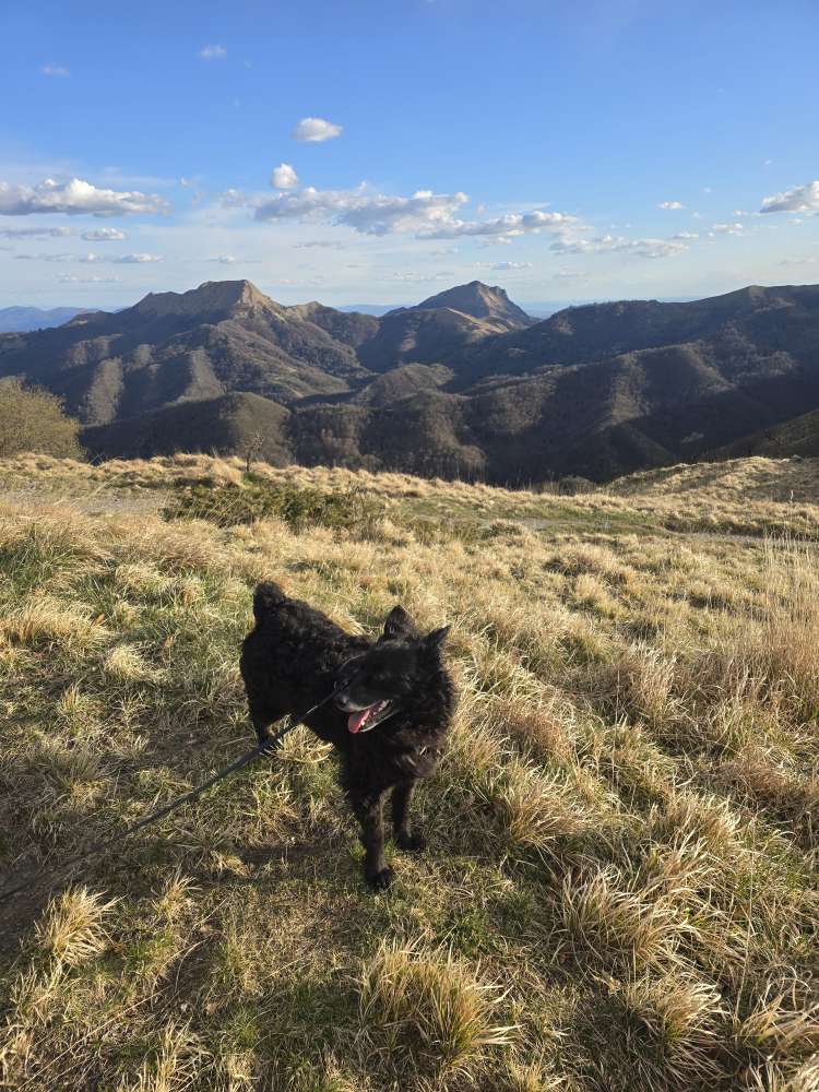 Hundetreffen-Gassi-Partner*in und Sozialkontakte-Profilbild
