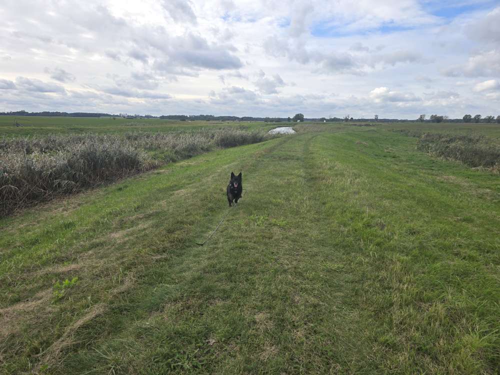 Hundetreffen-Hundetreffen: gemeinsame Spaziergänge, Training & Joggen 🐾-Profilbild