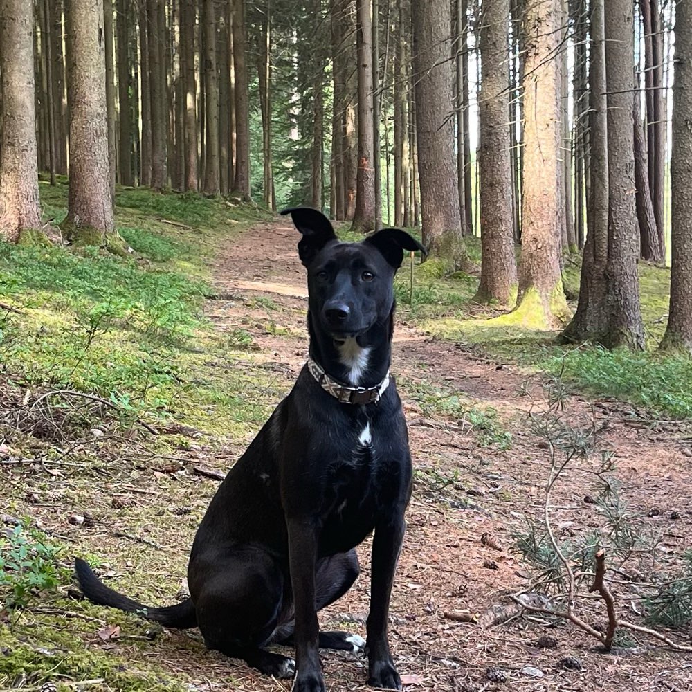 Hundetreffen-Spiel/Gassirunde-Profilbild